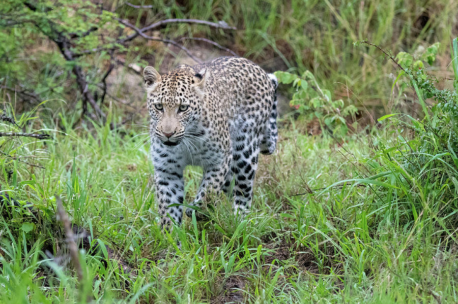 Leopard approaching Photograph by Mark Hunter