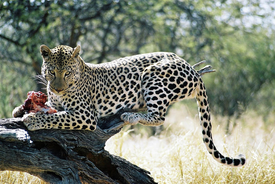 Leopard At Lunch In Namibia Photograph by Joe & Clair Carnegie / Libyan Soup