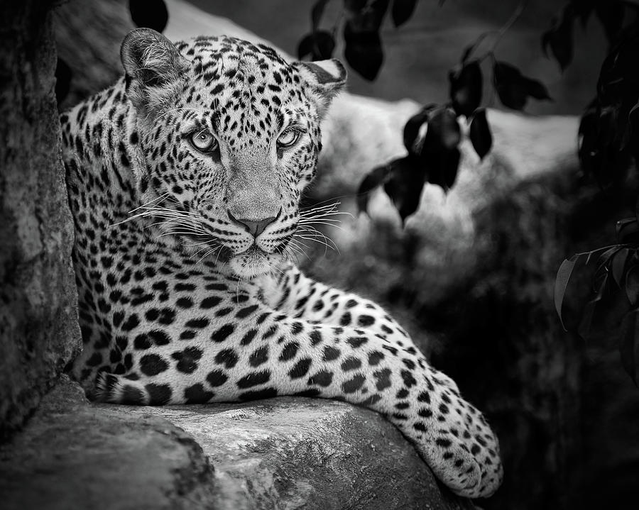 Black And White Photograph - Leopard by Cesar March