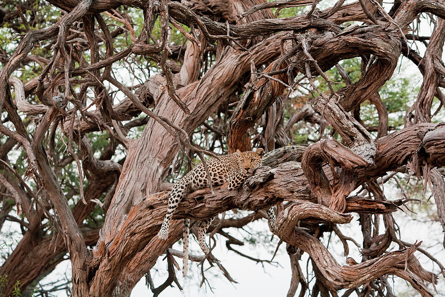 Leopard, Chobe National Park, Botswana Photograph by Mint Images/ Art Wolfe