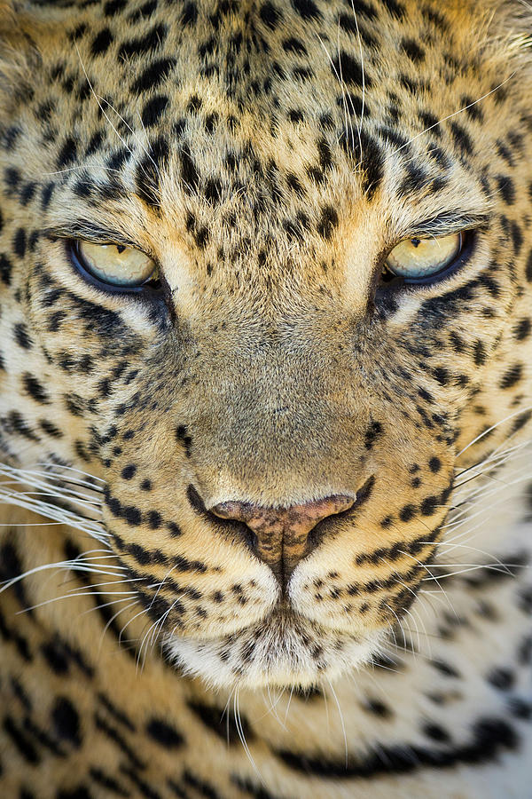 Leopard Close Up Photograph by Suzi Eszterhas