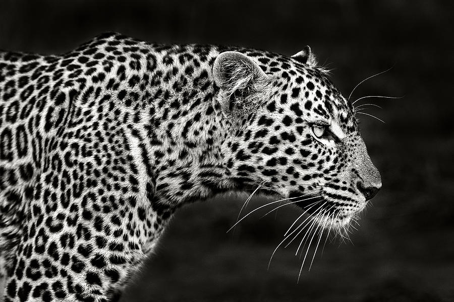 Wildlife Photograph - Leopard Close Up by Xavier Ortega