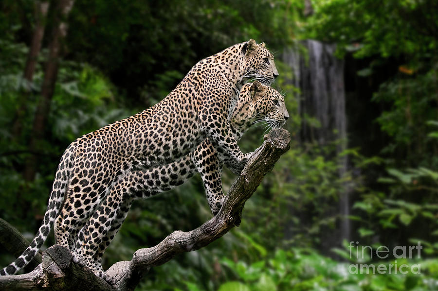 Leopard Couple and Waterfall Photograph by Arterra Picture Library