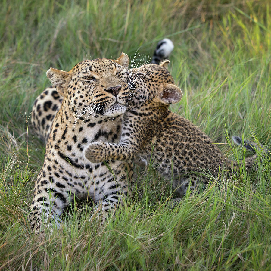 Leopard Cub Jumping On Mother Okavango Botswana Photograph By Suzi Eszterhas 9040