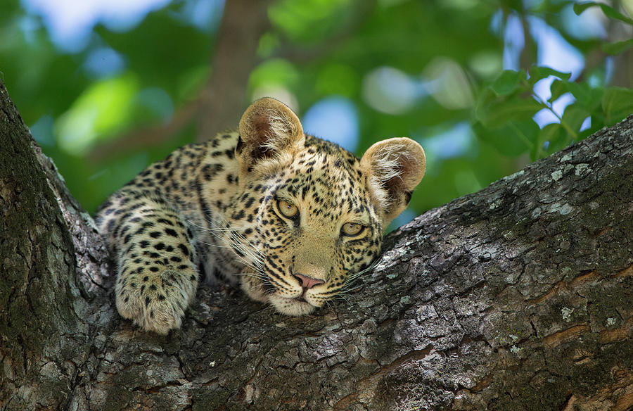 Leopard Cub Lounging In Tree Photograph by Suzi Eszterhas