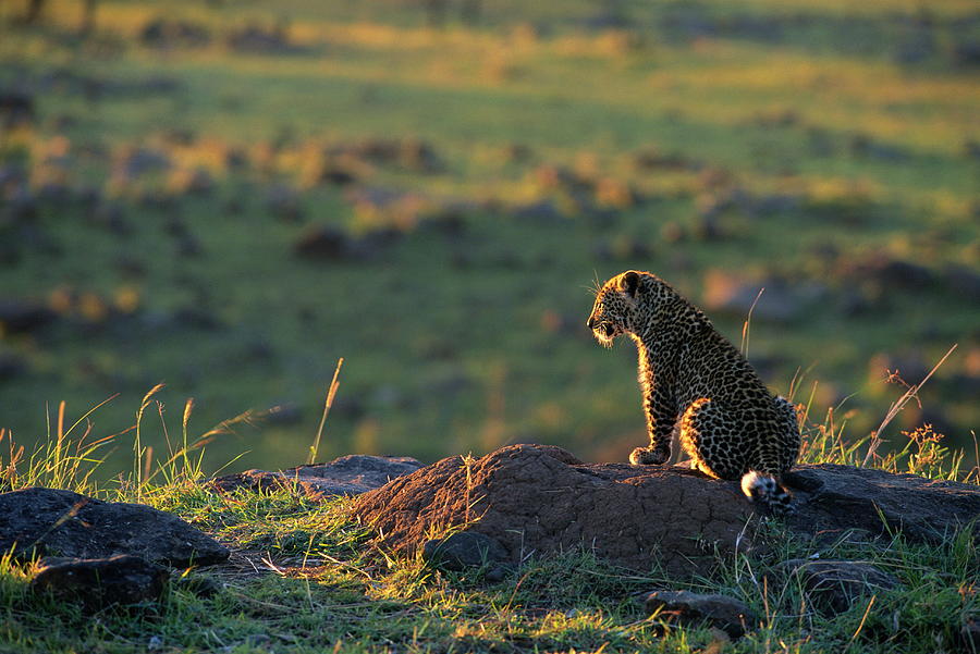 Leopard Cub Panthera Pardus Photograph by Anup Shah
