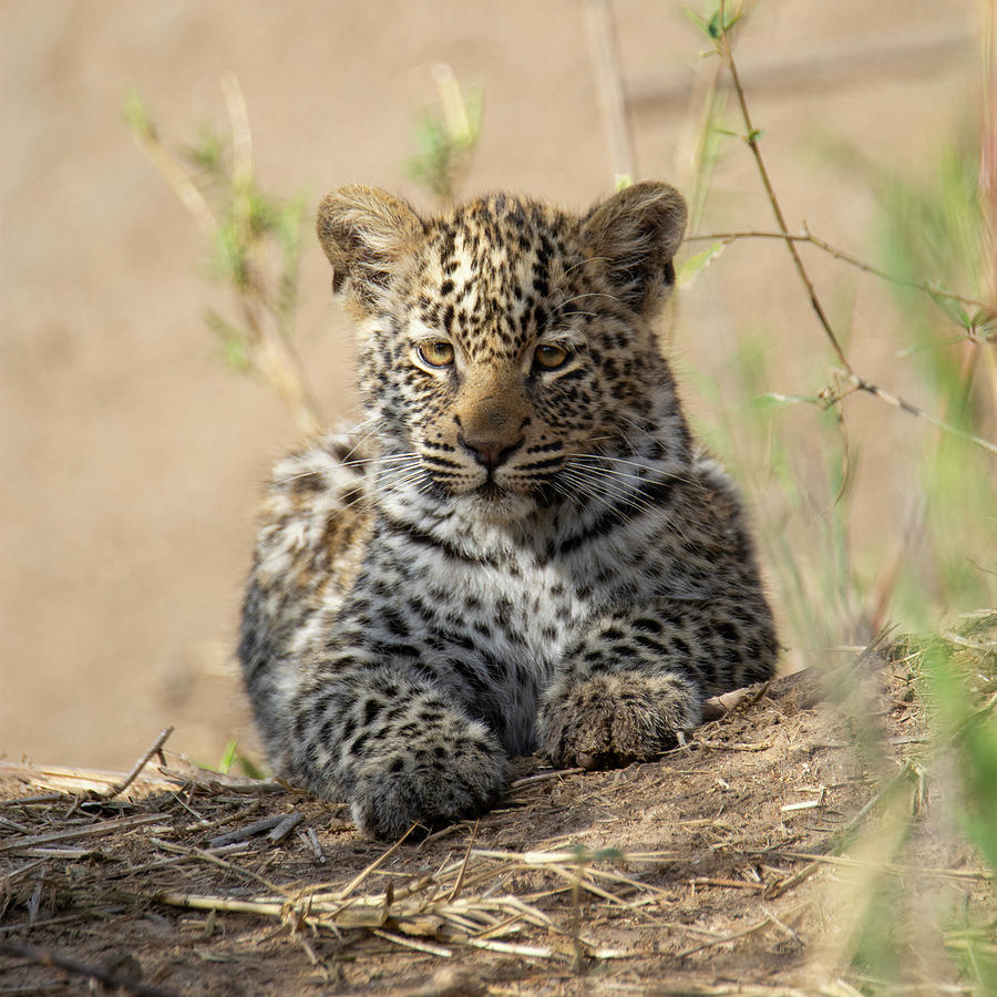 Leopard Cub resting Photograph by Patrick Nowotny