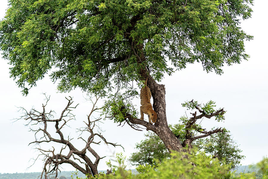 Leopard Descending a Tree Photograph by Mark Hunter