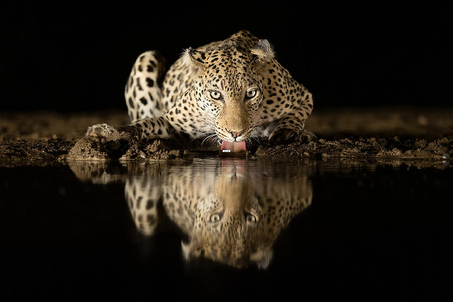 Leopard Drinking Photograph by Joan Gil Raga