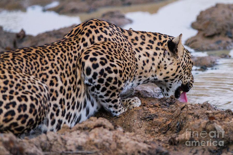 Leopard Drinking by Science Photo Library