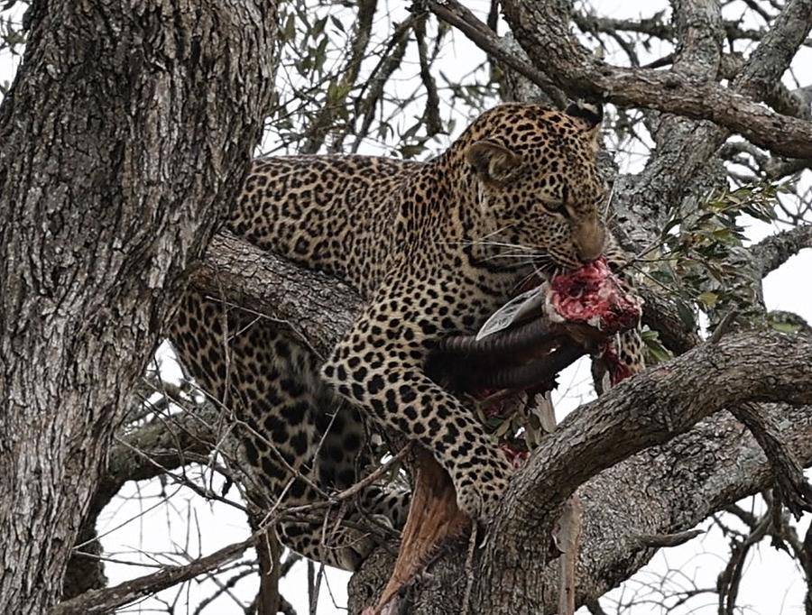 Leopard Eating Photograph by Matt