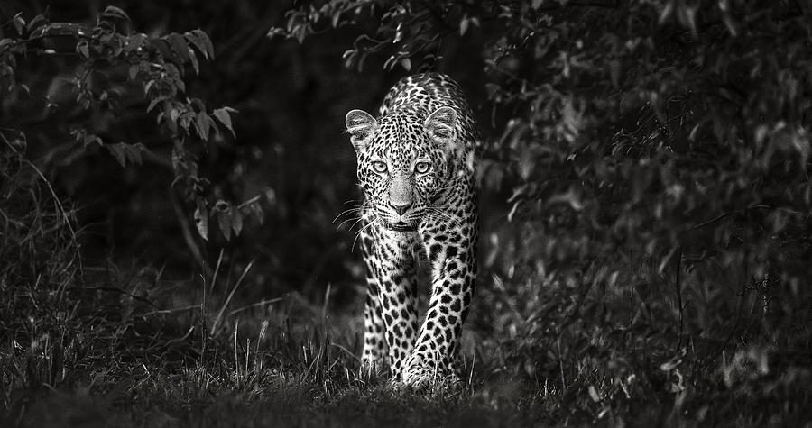 Wildlife Photograph - Leopard, Eye To Eye by Xavier Ortega