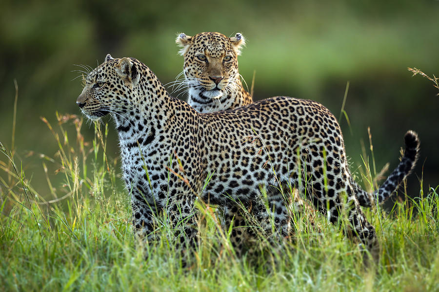 Leopard Family Photograph by Roshkumar