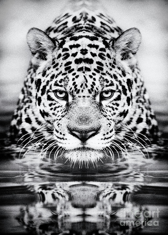 Leopard fine art print, black and white photography Photograph by Luke  Kanelov - Fine Art America