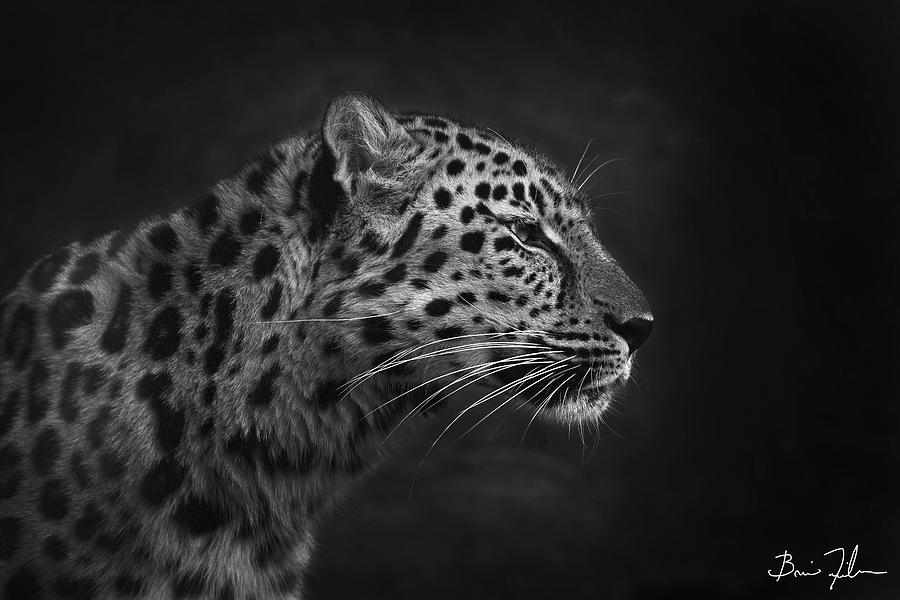 Black And White Photograph - Leopard by Fivefishcreative