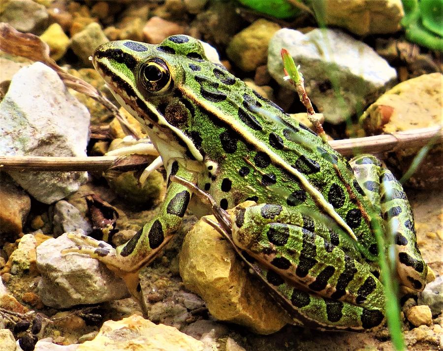 Leopard Frog  Photograph by Lori Frisch