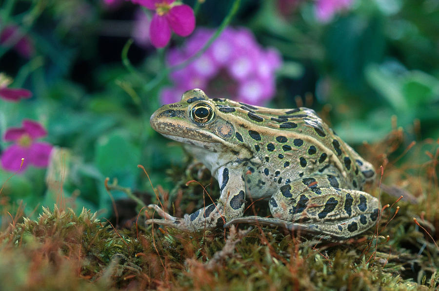 Leopard Frog Photograph by Michael Lustbader