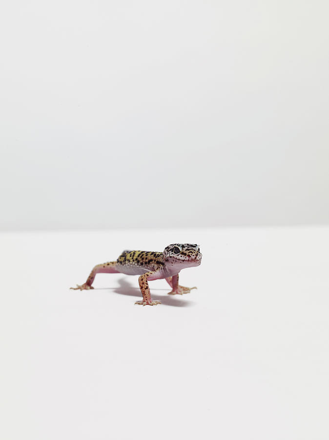Leopard Gecko Photograph by Dan Burn-forti