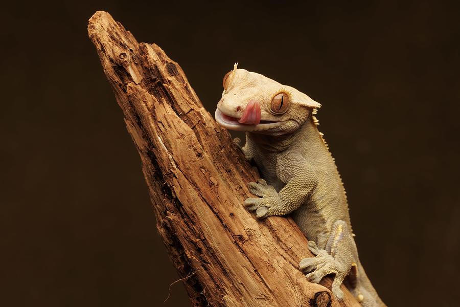 Reptile Photograph - Leopard Gecko by David Bennion