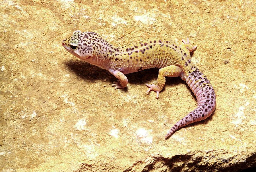 Leopard Gecko Photograph by Martyn F. Chillmaid/science Photo Library
