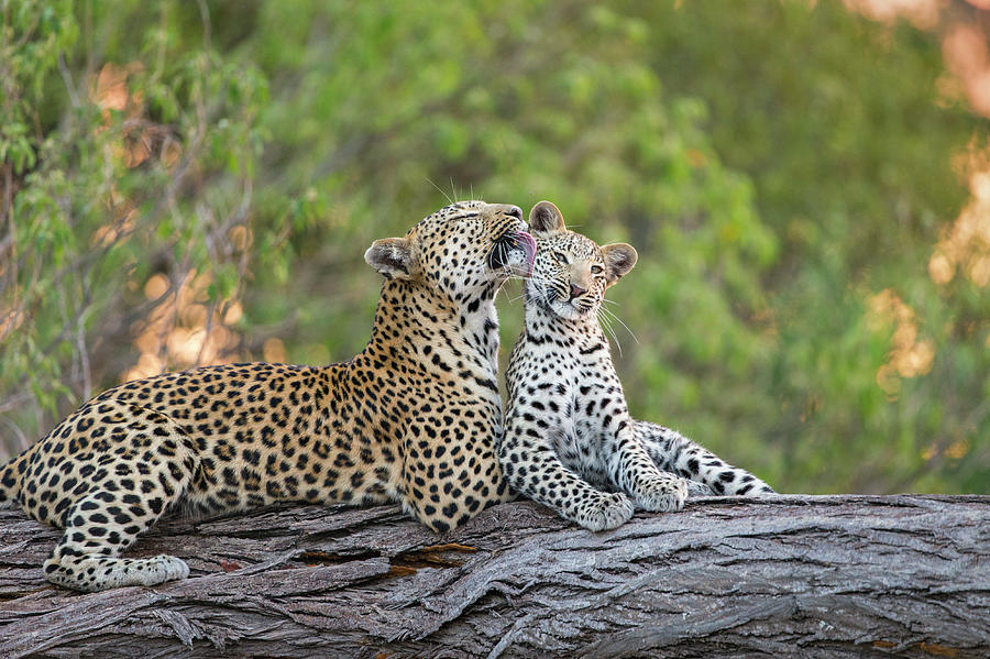 Leopard Grooming Cub Photograph by Suzi Eszterhas