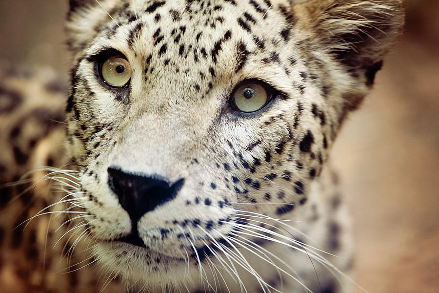 Leopard Head Photograph by Copyright Anna Nemoy(xaomena)