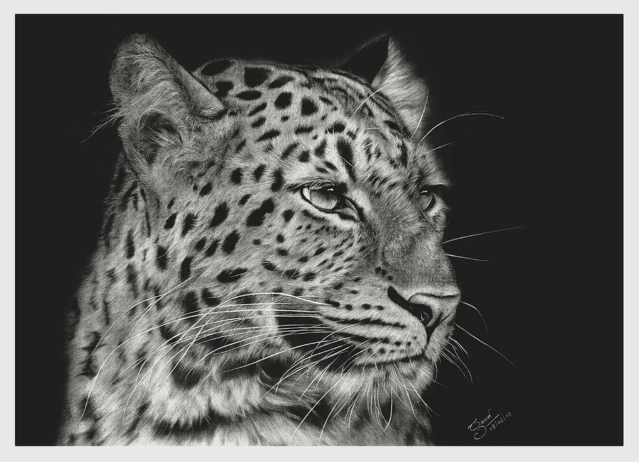 leopard hyper realistic pencil Drawing Drawing by Prabath Zoysa