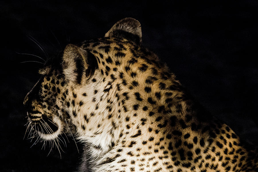 Leopard in darkness Photograph by Mark Hunter - Fine Art America