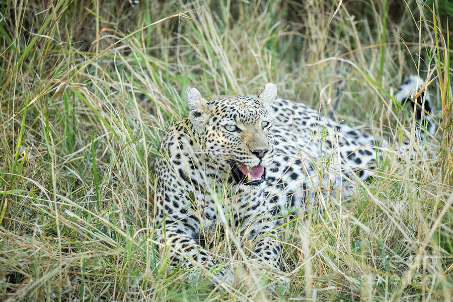 Leopard In Grass Photograph by Timothy Hacker