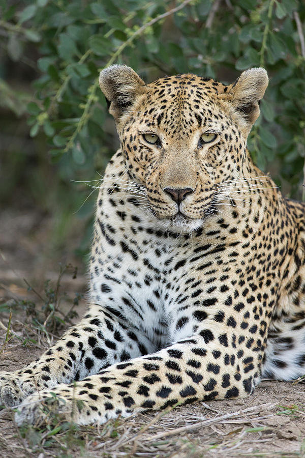 Leopard In Sabi Sands Photograph by Suzi Eszterhas