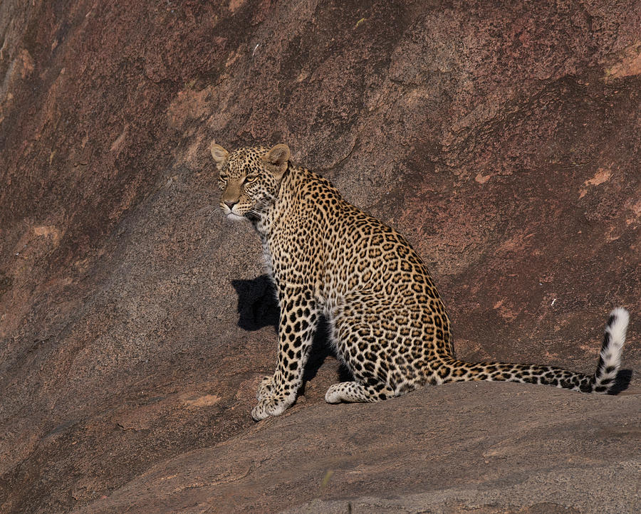 Leopard In Tanzania Photograph by Patrick Nowotny