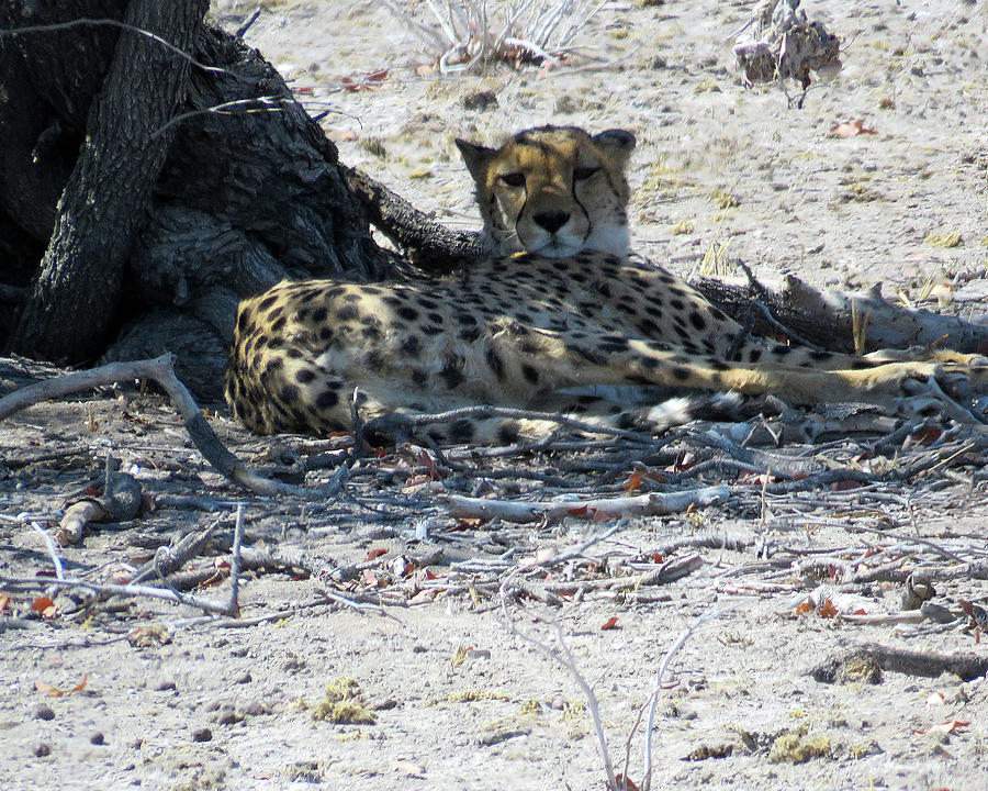 Cheetah in the shade Photograph by Eric Pengelly