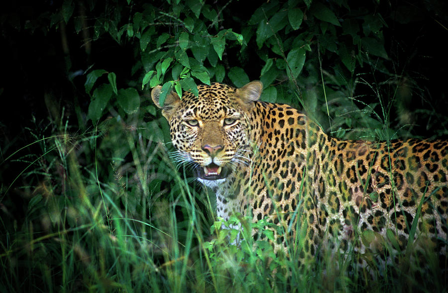 Leopard In The Undergrowth Photograph by Mike Hill