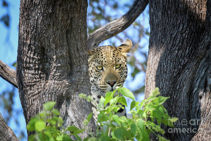 Leopard In Tree 1 Photograph by Timothy Hacker
