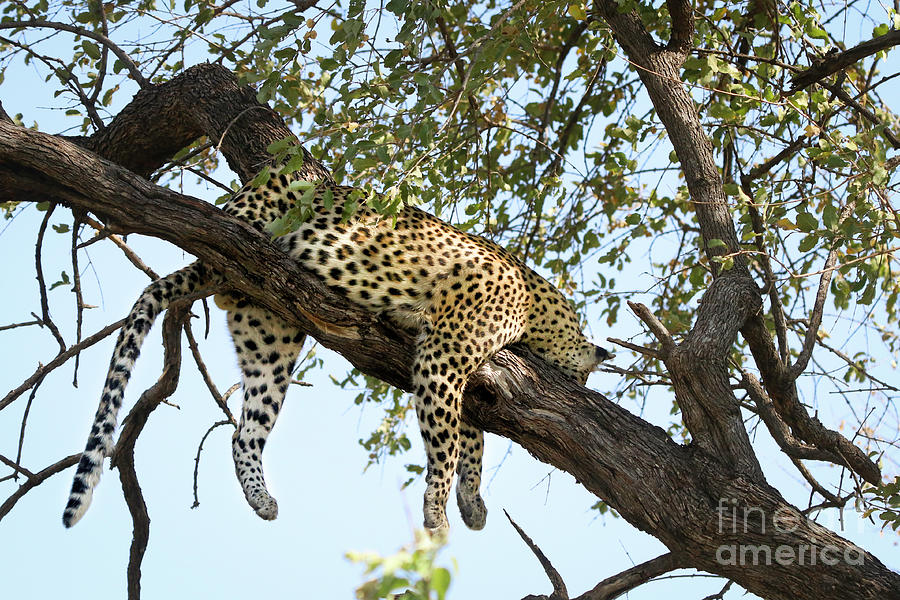 Leopard In Tree 2 Photograph by Timothy Hacker
