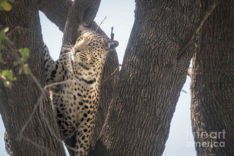 Leopard In Tree 3 Photograph by Timothy Hacker