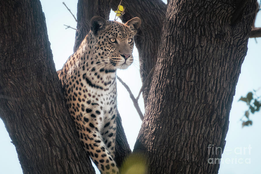 Leopard In Tree 4 Photograph by Timothy Hacker