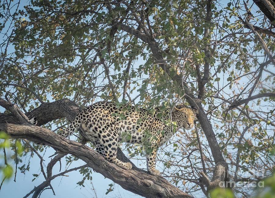 Leopard In Tree 5 Photograph by Timothy Hacker
