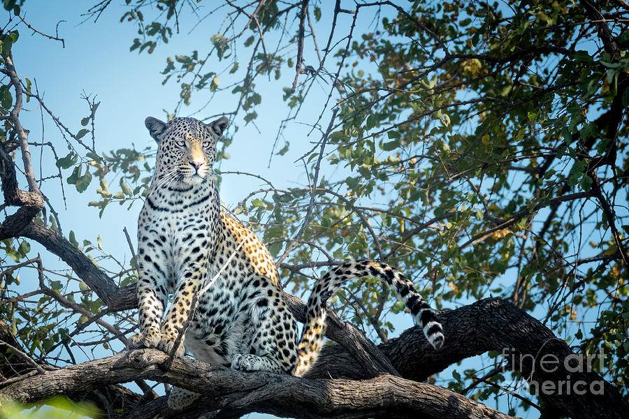 Leopard In Tree 7 Photograph by Timothy Hacker