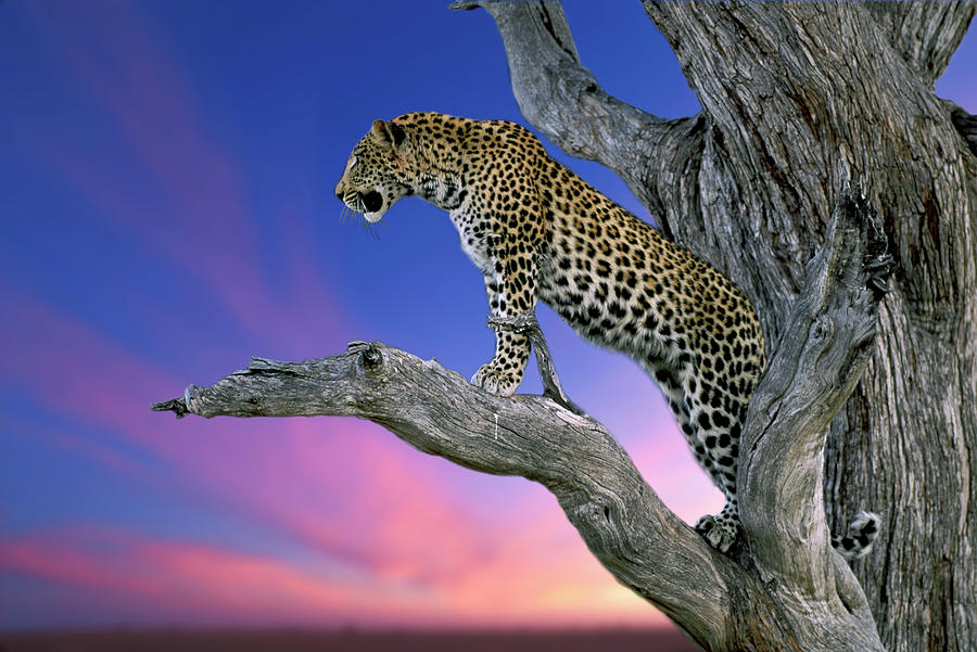 Leopard In Tree Photograph by Franz Aberham