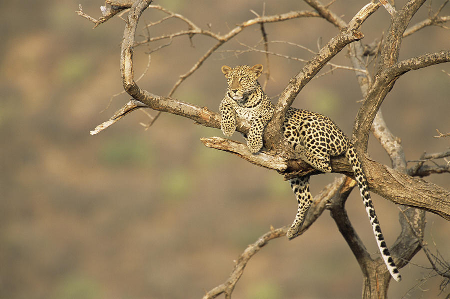 Leopard In Tree Photograph by James Warwick