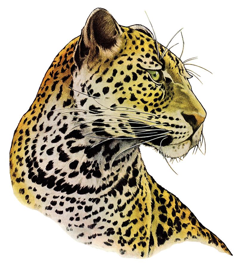 Portrait Of A Leopard Head From A Splash Of Watercolor