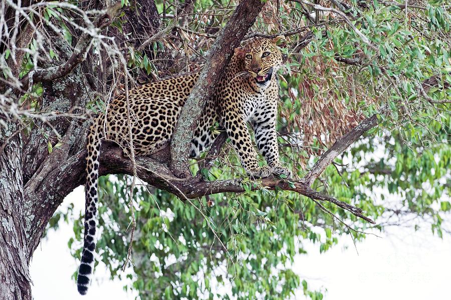 Leopard Photograph by John Devries/science Photo Library - Pixels