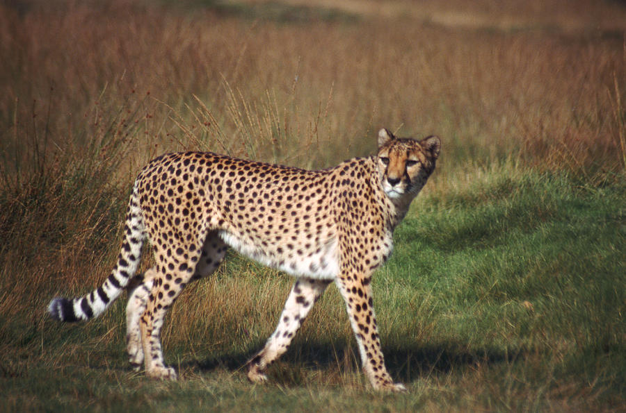 Leopard Photograph by John Foxx