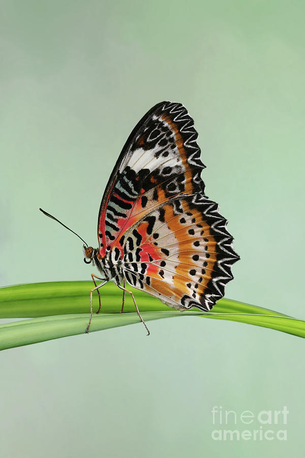 Leopard Lacewing Butterfly #3 V2 by Judy Whitton Leopard Lacewing Butterfly #3 V2 by Judy Whitton