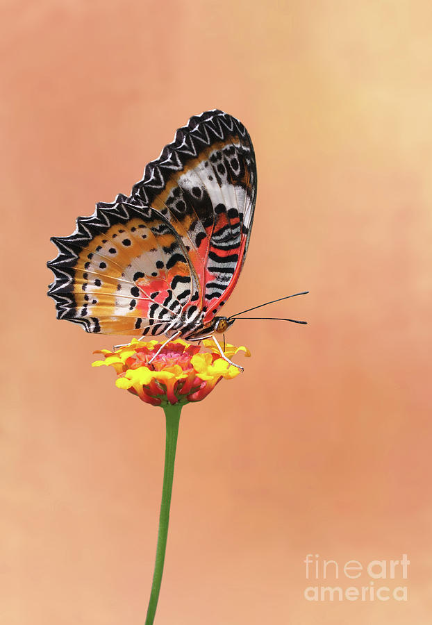 Leopard Lacewing Butterfly #4 V2 by Judy Whitton Leopard Lacewing Butterfly #4 V2 by Judy Whitton