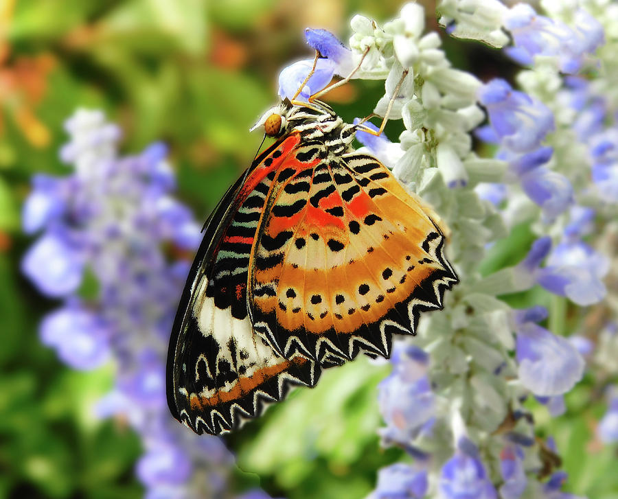 Leopard Lacewing Photograph by Emmy Marie Vickers