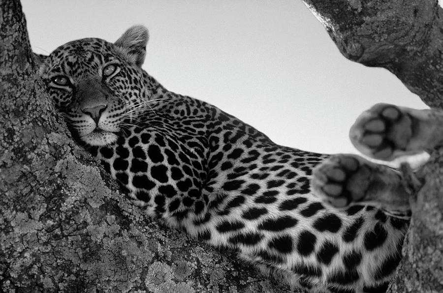 Leopard Lazing In A Tree Photograph by Franz Aberham Leopard Lazing In A Tree Photograph by Franz Aberham