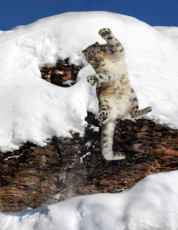 Leopard Leap Photograph by Art Cole