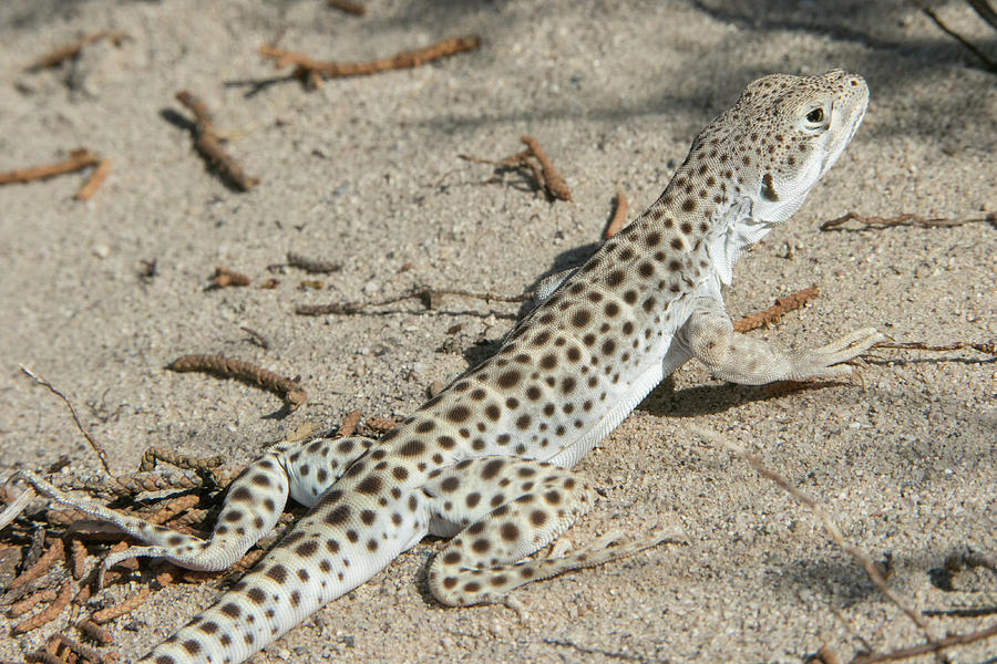 Leopard Lizard Photograph by Kent Keller